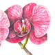 Orchidee Phalaenopsis