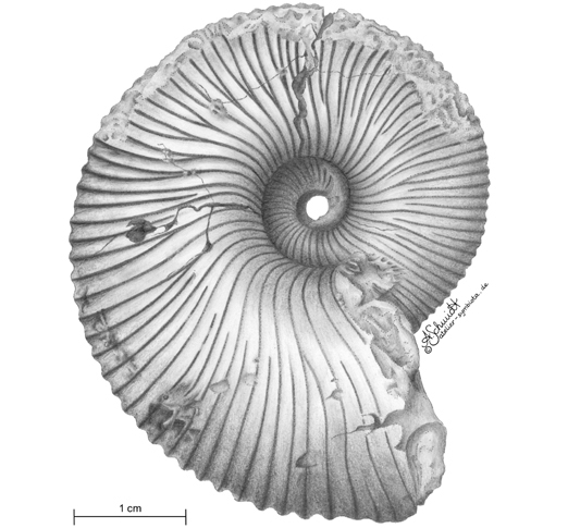 Ammonit Macrocephalites