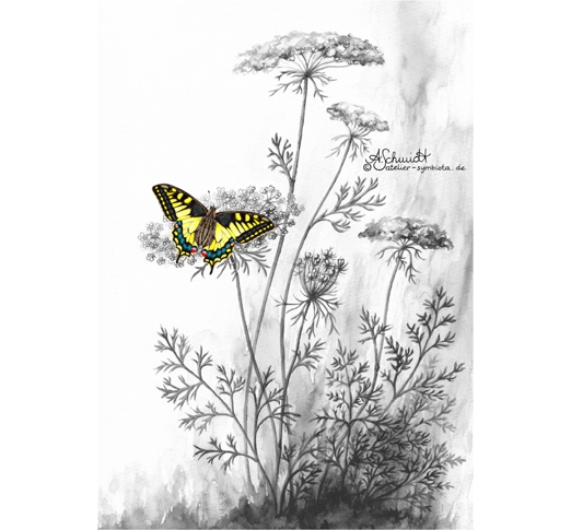 Schwalbenschwanz auf einer Möhre