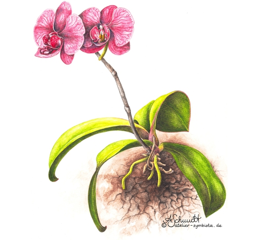 Orchidee Phalaenopsis