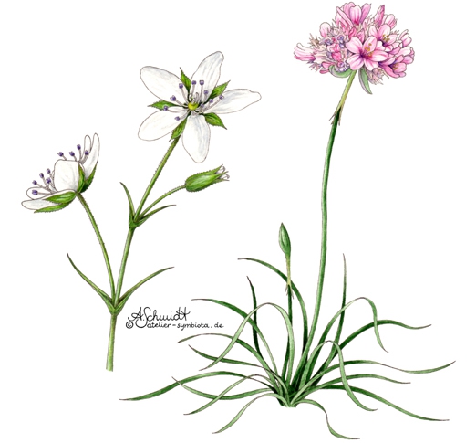 Schwermetallpflanzen