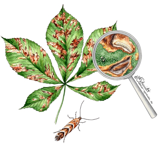 Rosskastanien-Miniermotte