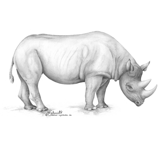 Spitzmaulnashorn